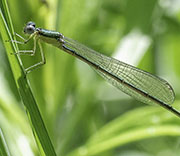 Damselfly